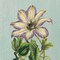 Purple Clematis Poster Print by Sarah E Chilton - Item # VARPDXCC2568